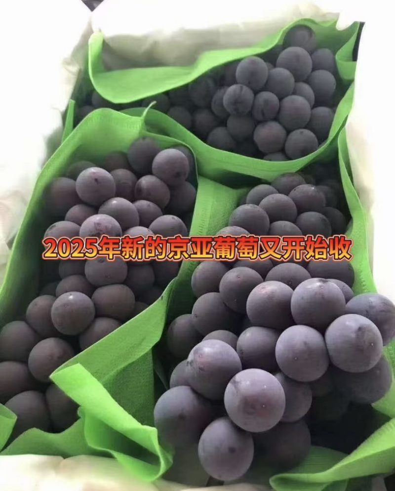 葡萄各类品种（阳光玫瑰、京亚葡萄、乒乓球葡萄夏黑葡萄）