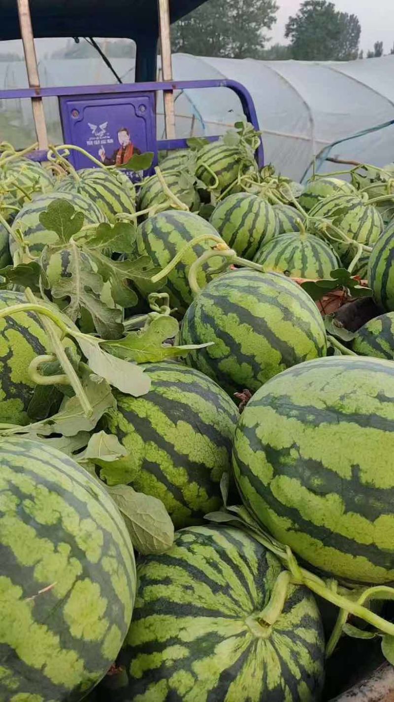 美都麒麟瓜，黑皮西瓜大量上市，欢迎各位前来选购，保质保量
