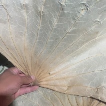 山东省微山岛微山湖野生干荷叶