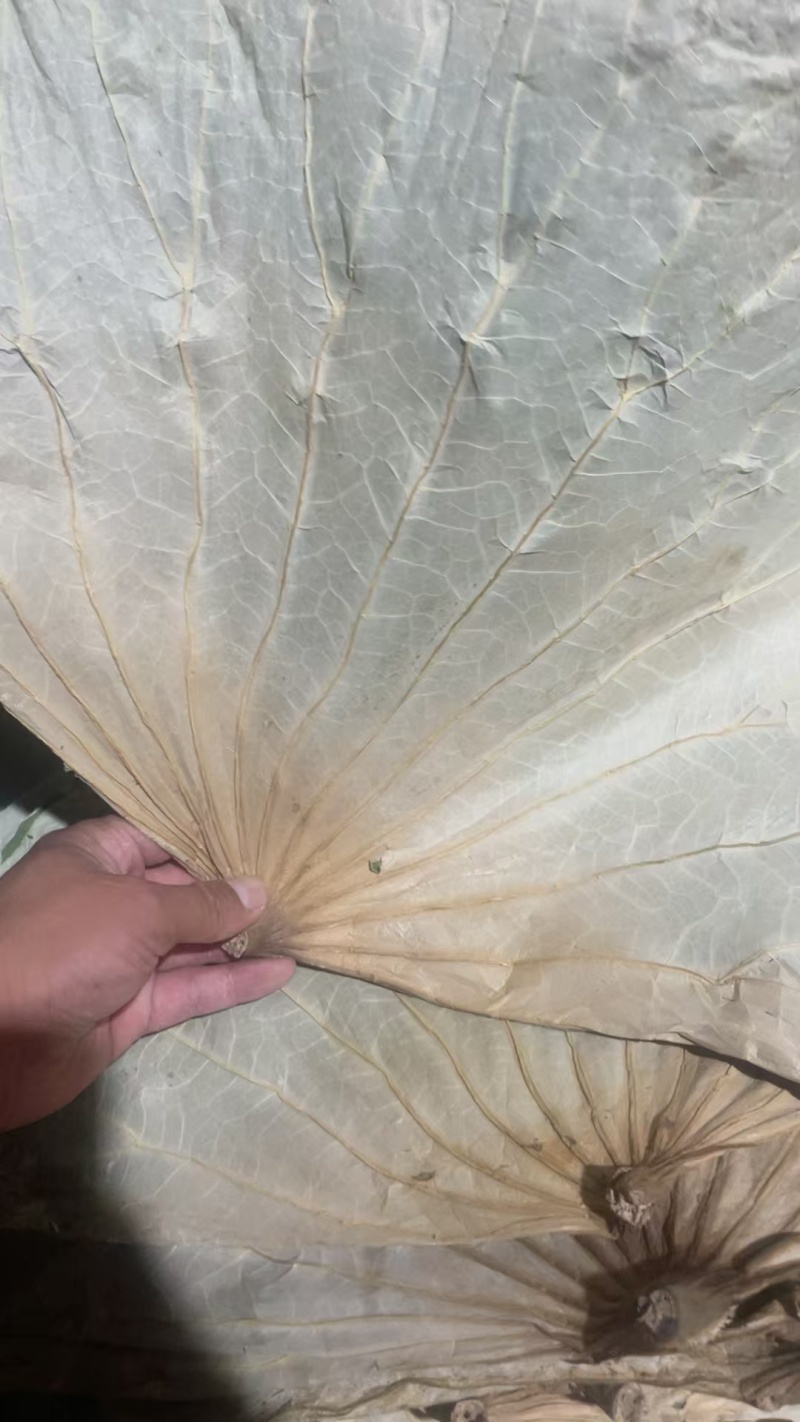 山东省微山岛微山湖野生干荷叶