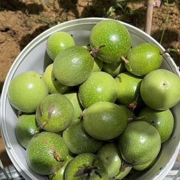 钦蜜9号百香果