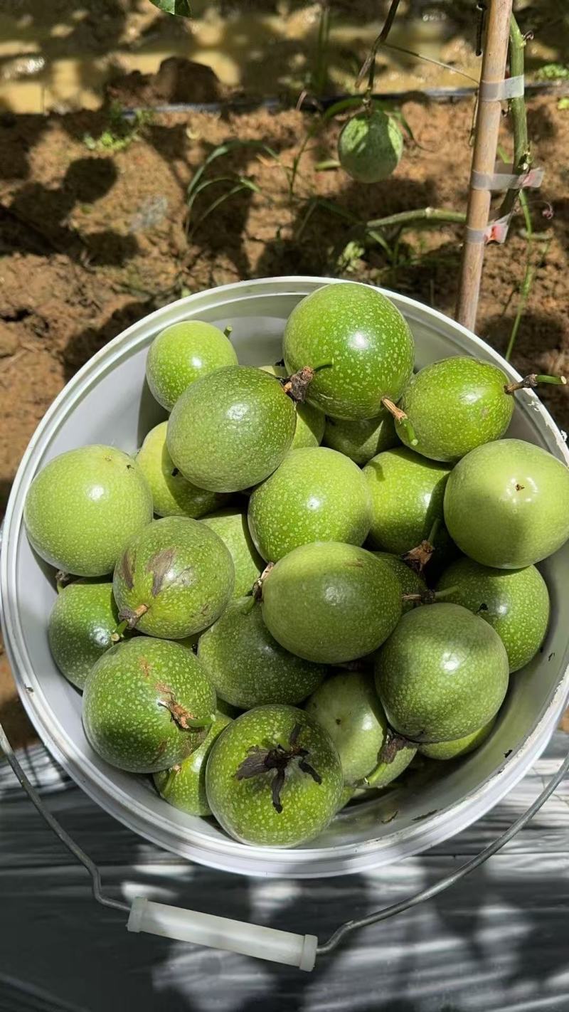 钦蜜9号百香果