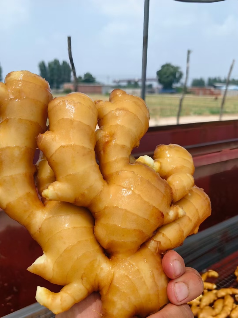河北，行唐良姜