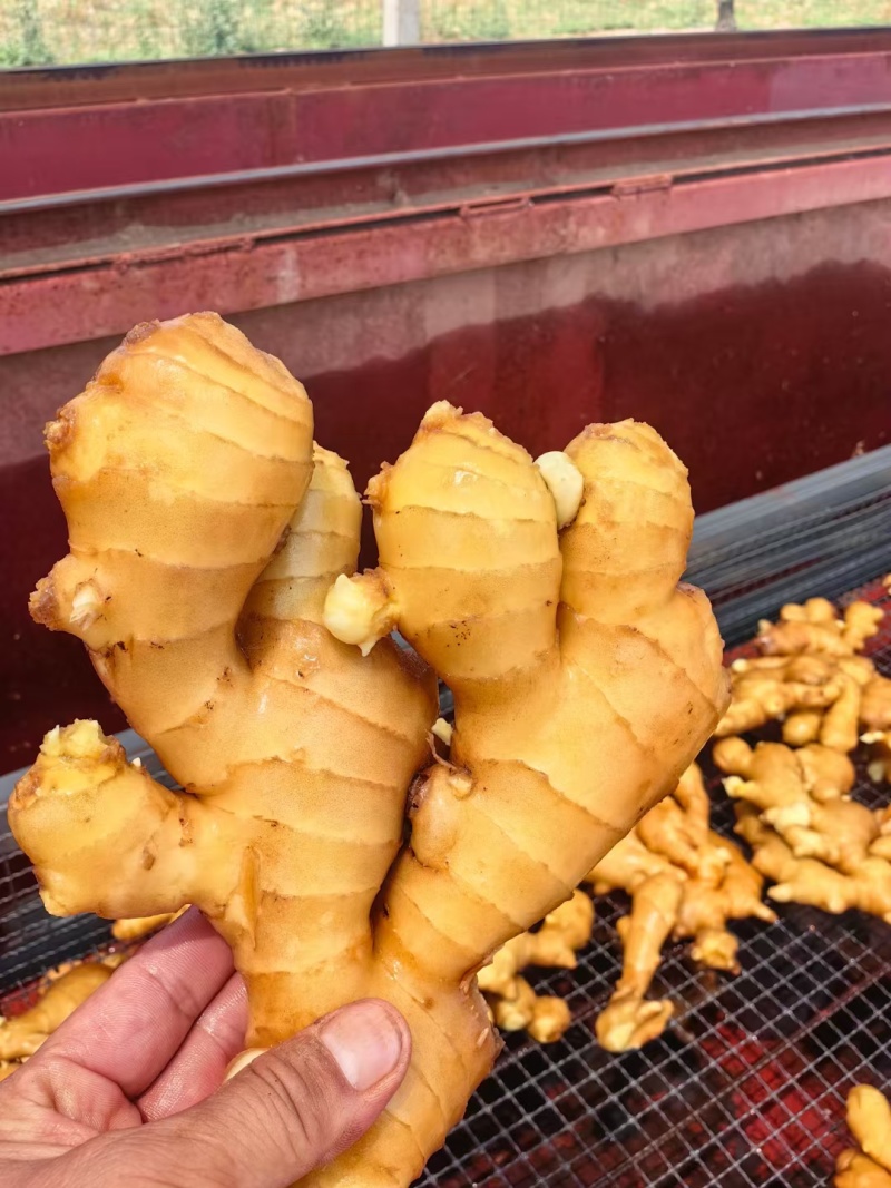 河北，行唐良姜