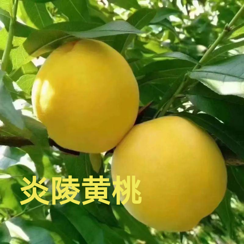 炎陵黄桃