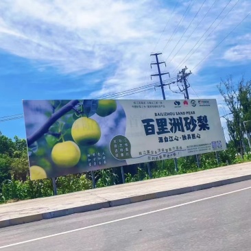 湖北枝江百里洲沙梨