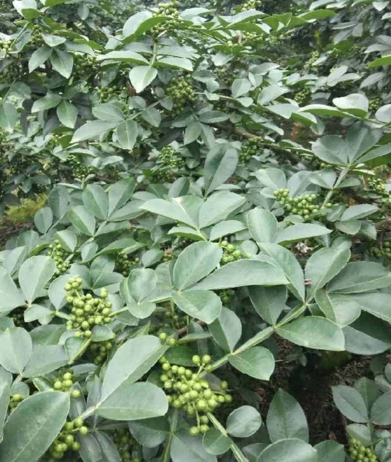 云南青花椒，原产地销售