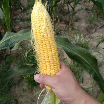 家里父母种植二十亩水果玉米
