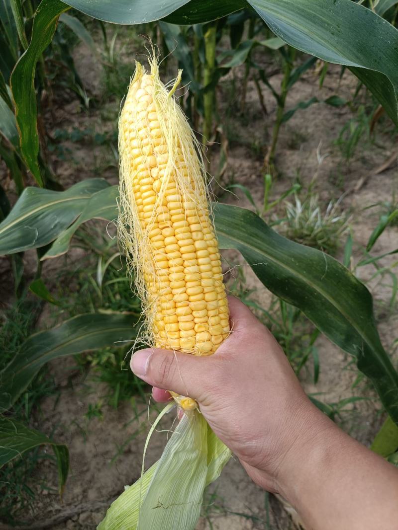 家里父母种植二十亩水果玉米