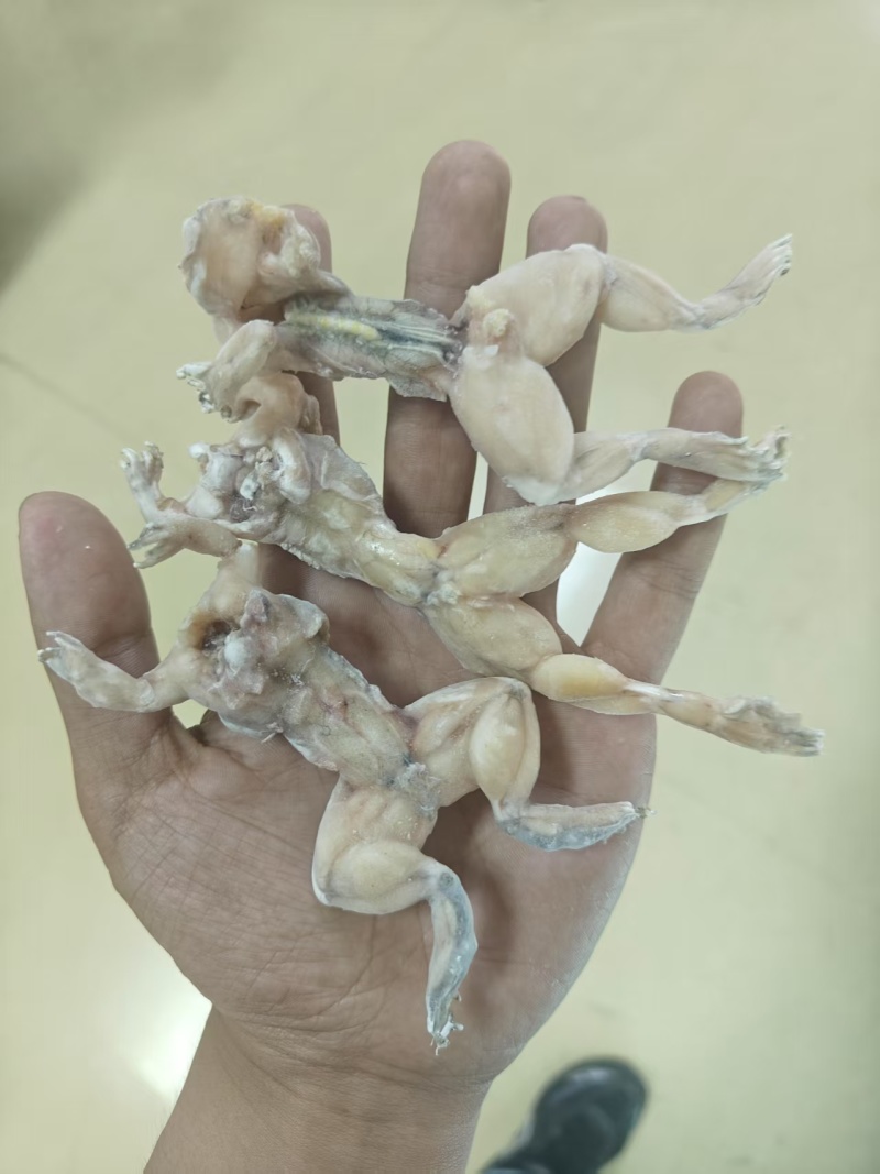 牛蛙田鸡