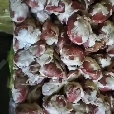 鸭毛胗5吨左右
