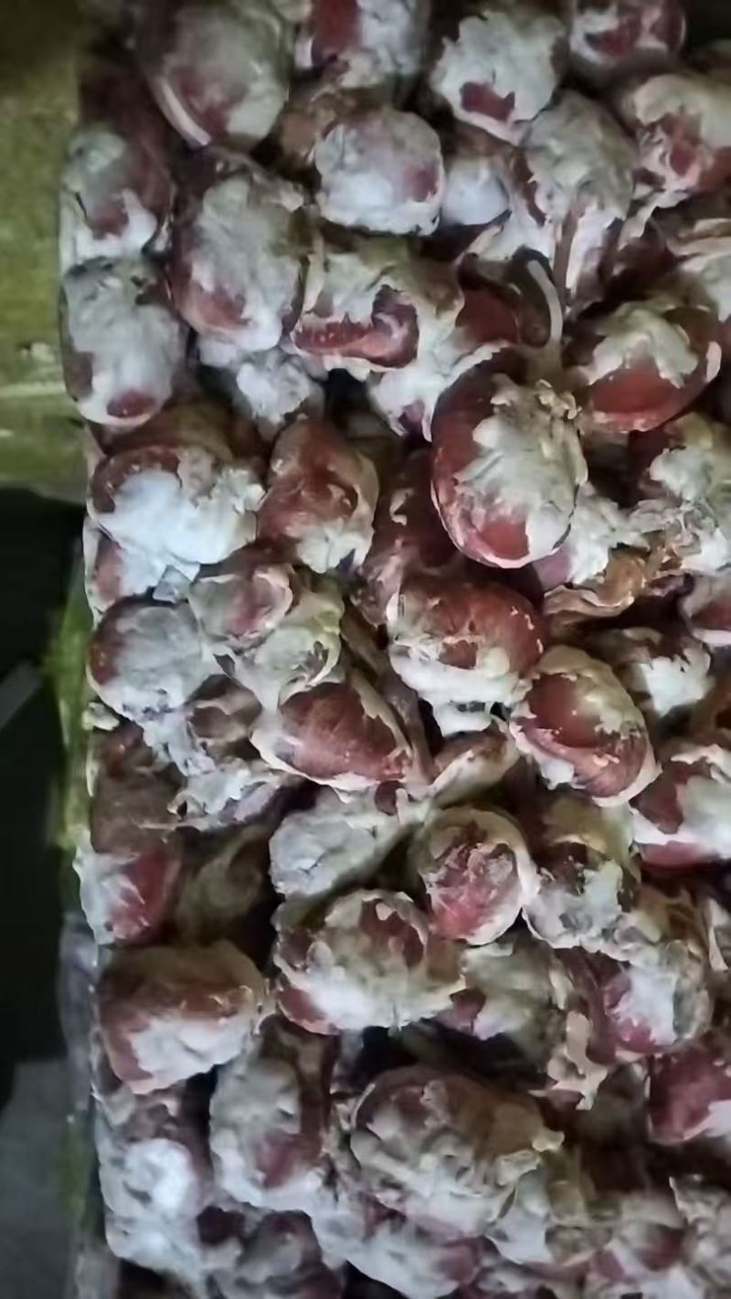 鸭毛胗5吨左右