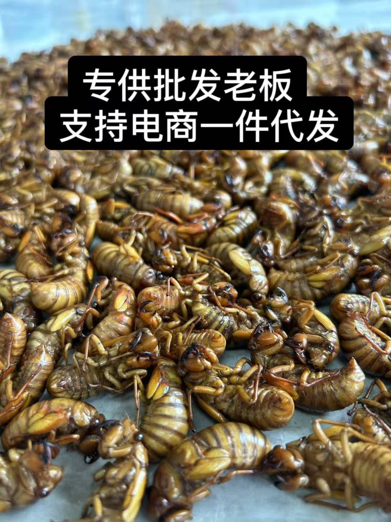金蝉知了猴**批发老板，电商一件代发！