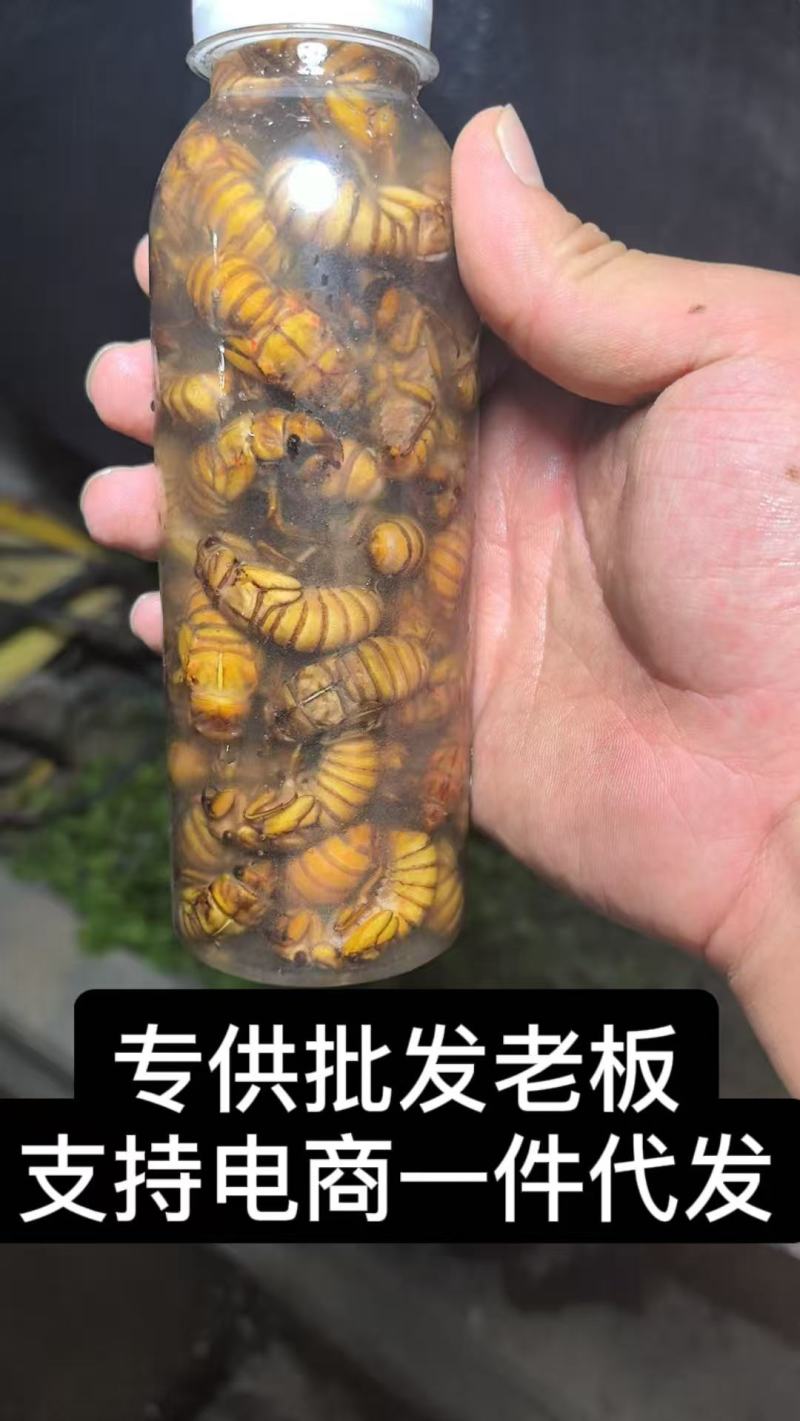 金蝉知了猴**批发老板，电商一件代发！