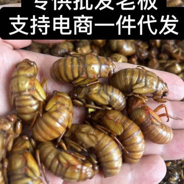 金蝉知了猴**批发老板，电商一件代发！