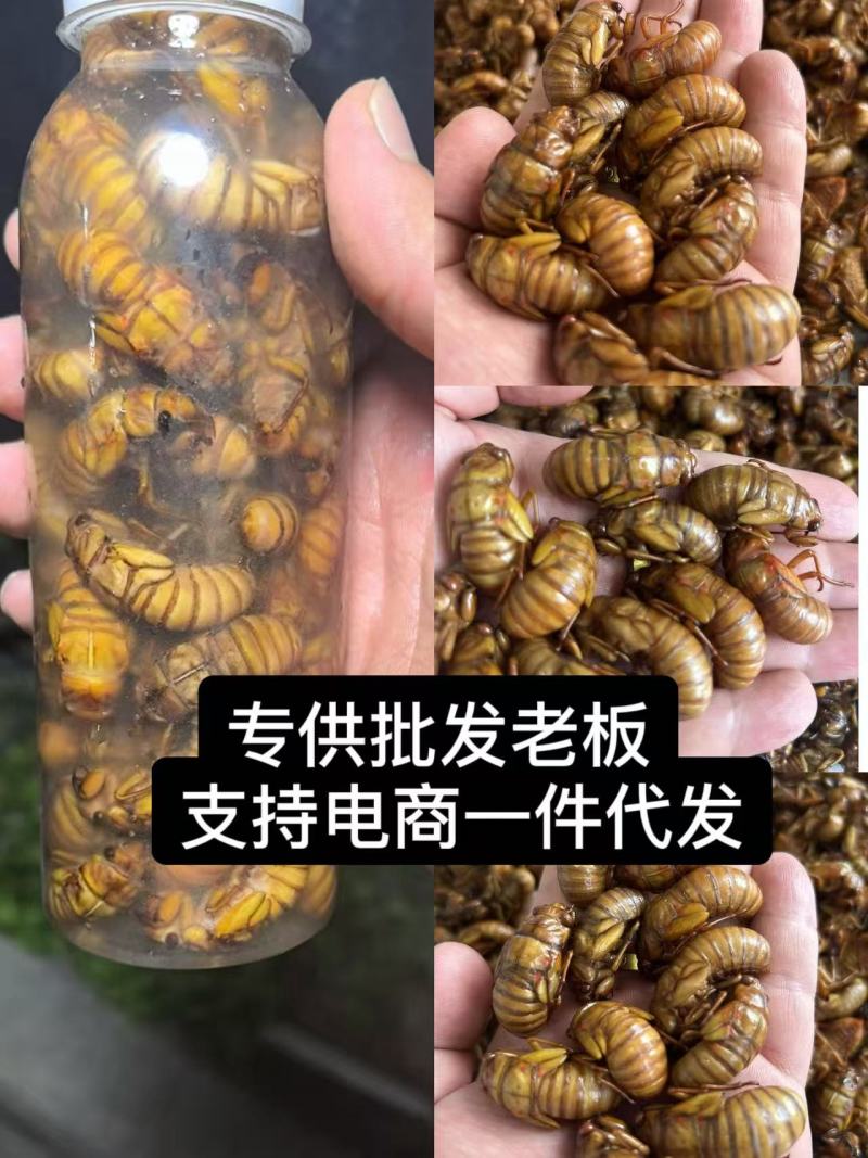 金蝉知了猴**批发老板，电商一件代发！