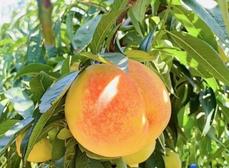 锦绣黄桃