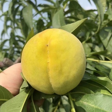锦绣黄桃
