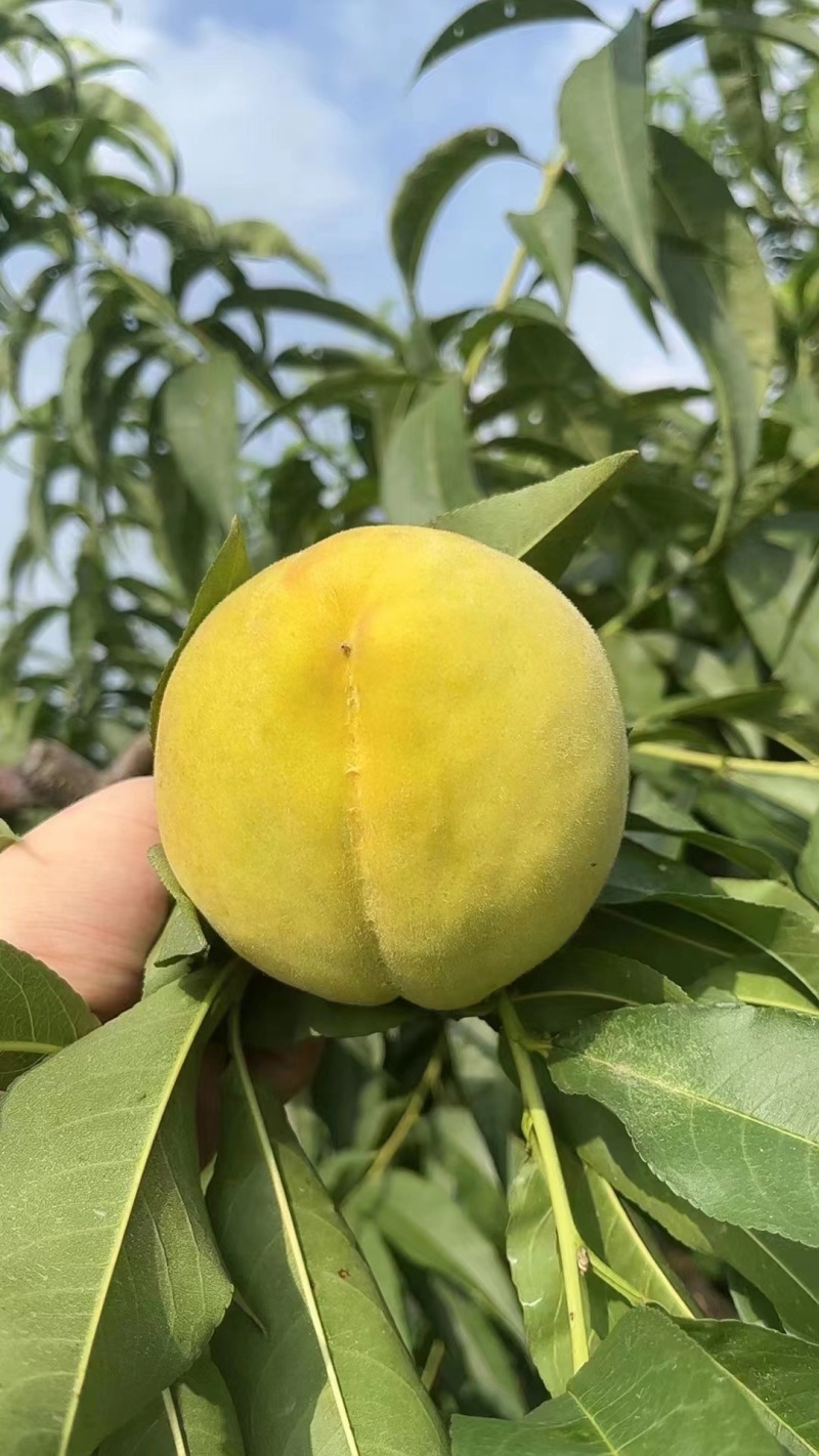 锦绣黄桃