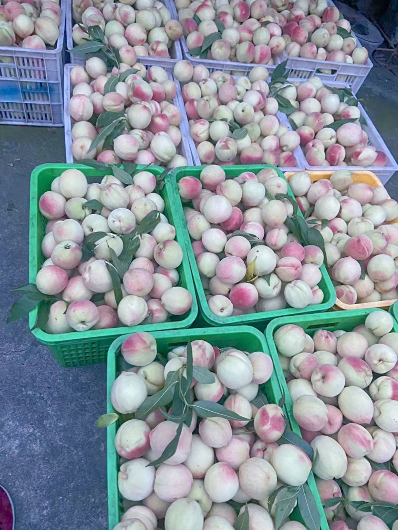白花桃