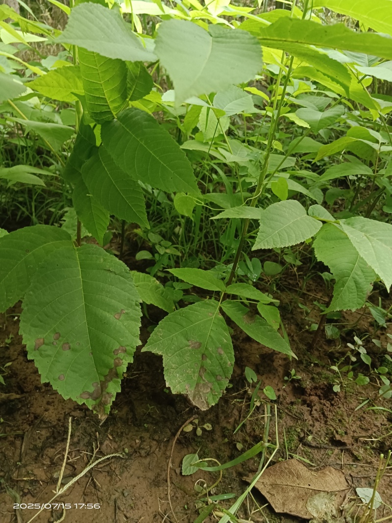 一年生核桃树苗实生苗，嫁接苗
