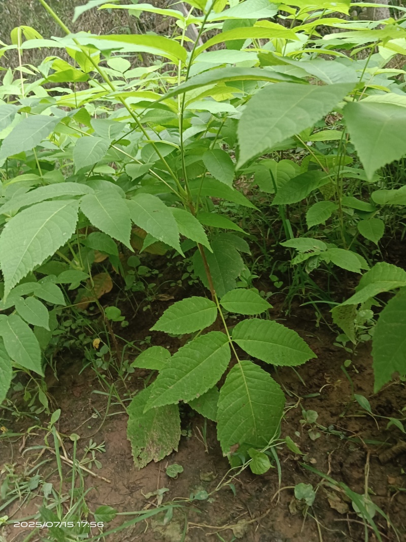 一年生核桃树苗实生苗，嫁接苗