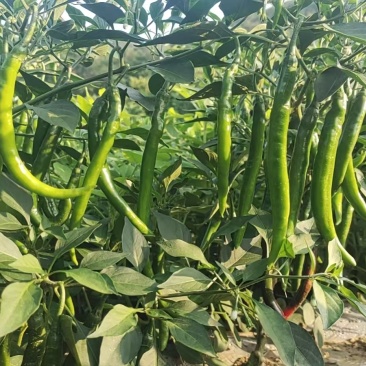 优质二荆条，量大从优