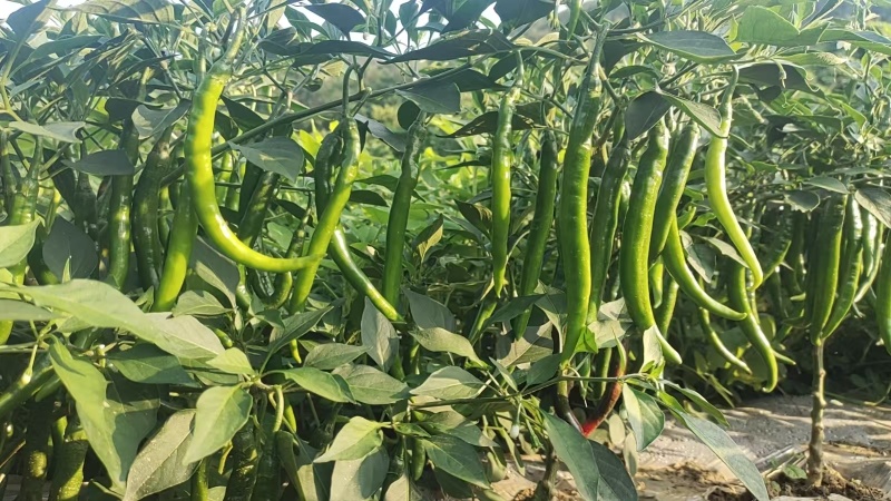 优质二荆条，量大从优