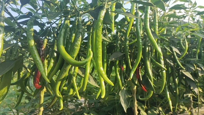 优质二荆条，量大从优