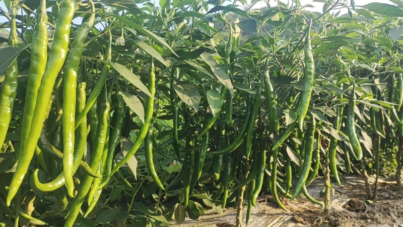 优质二荆条，量大从优