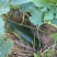 预售冬瓜