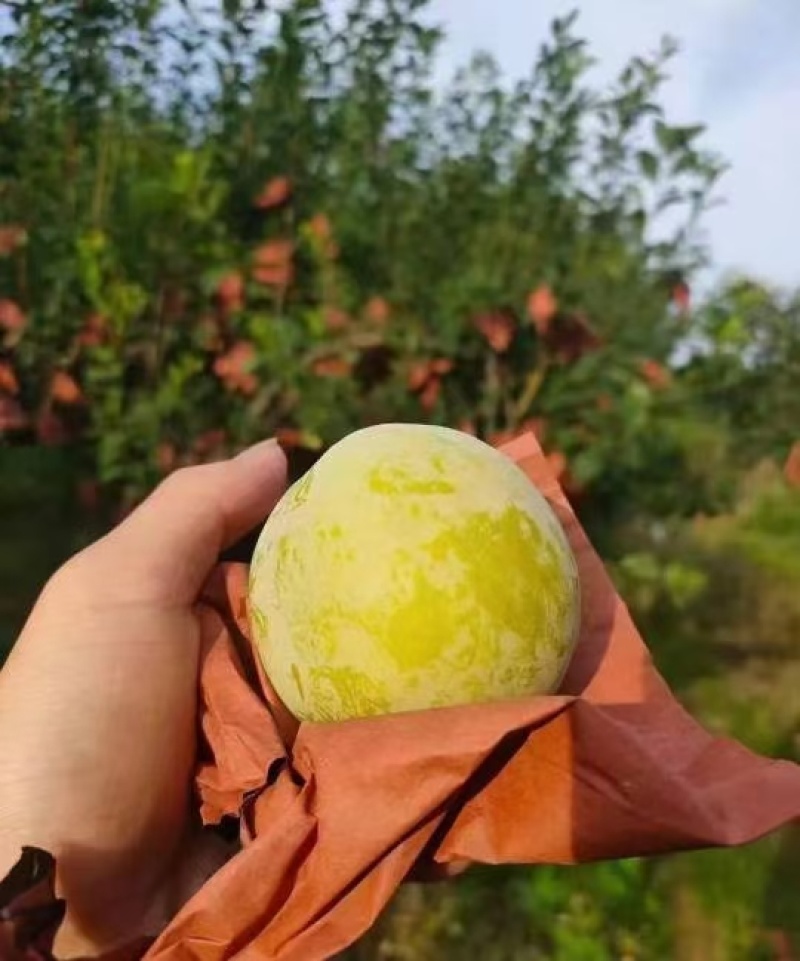 炎陵黄金奈李