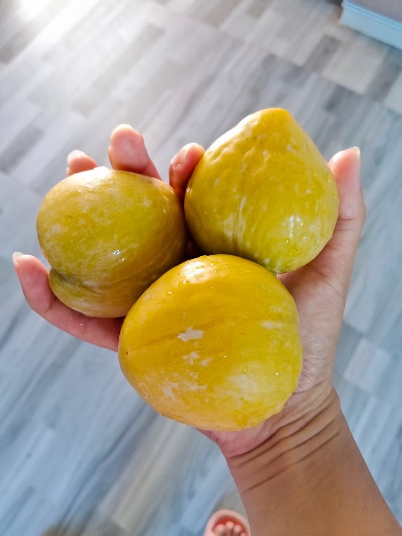 炎陵黄金奈李
