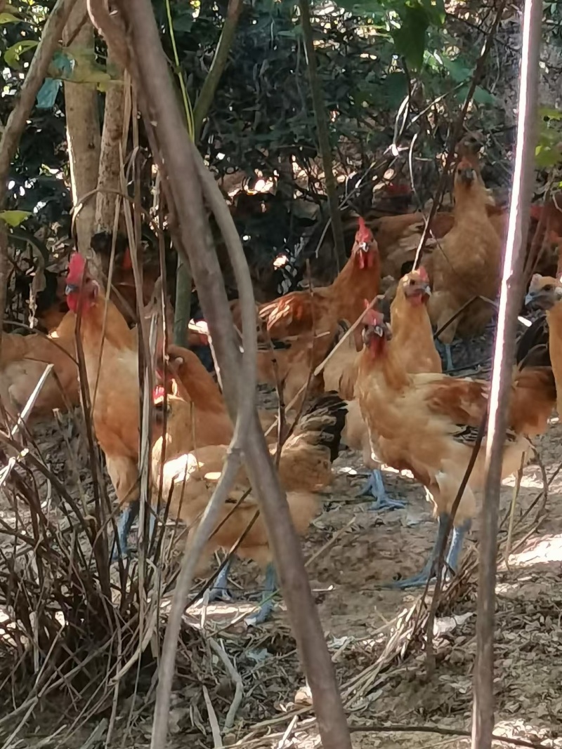 红毛乌皮土鸡