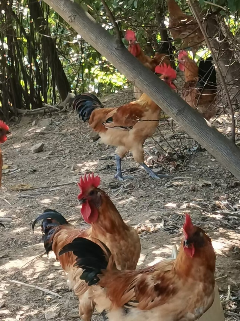 红毛乌皮土鸡