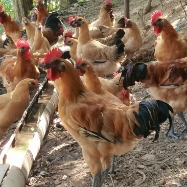 红毛乌皮土鸡