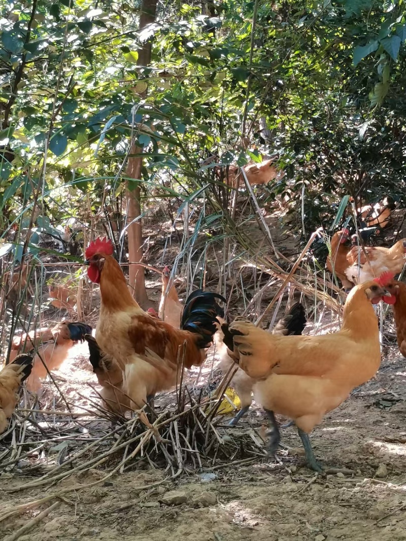 红毛乌皮土鸡