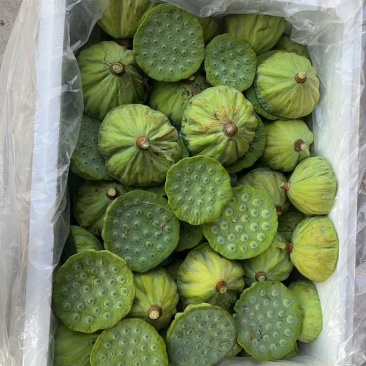 大莲蓬4个一斤