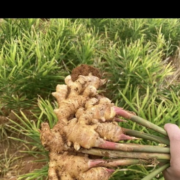 云南小黄姜，云南小米辣