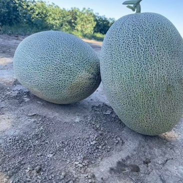 新疆哈密瓜