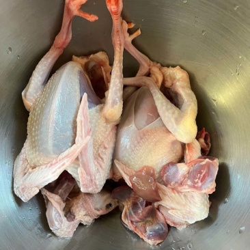 肉鸽