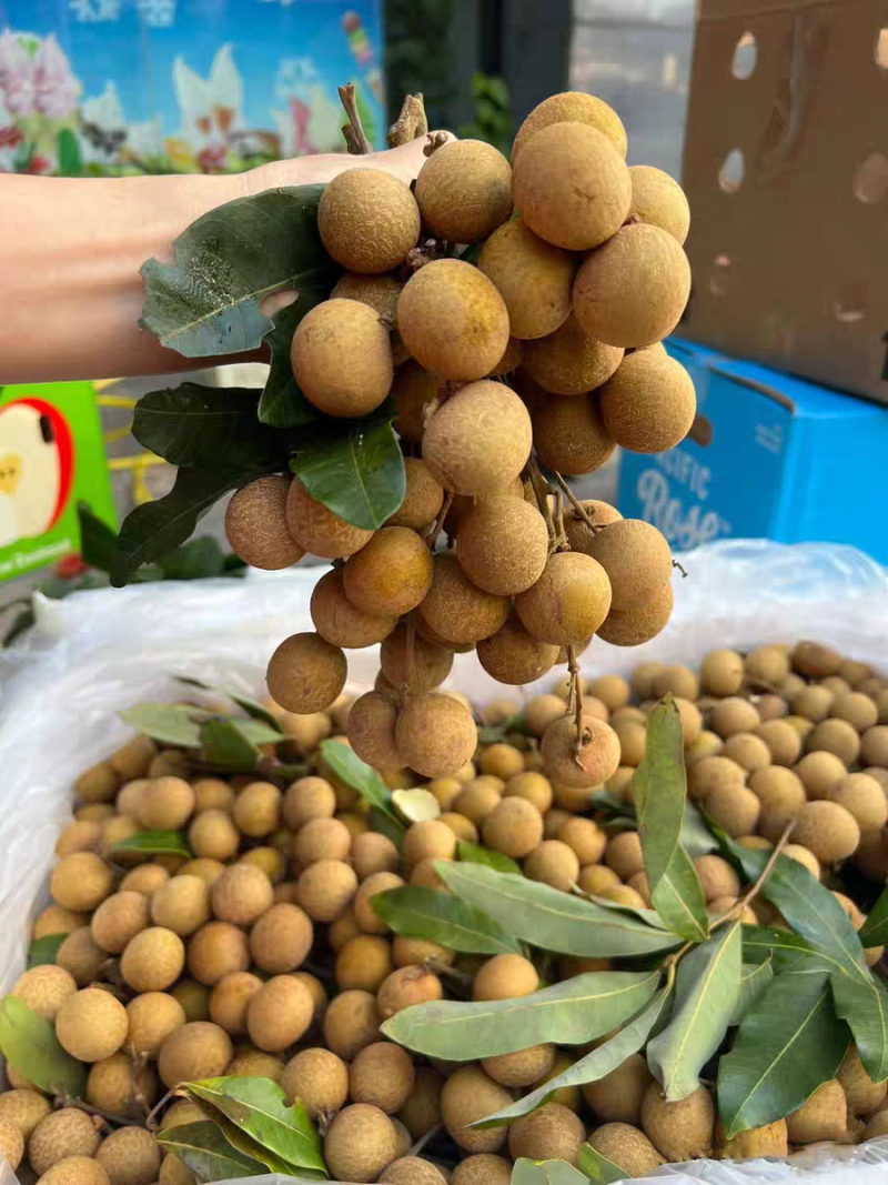 新鲜广东高州龙眼桂圆爆品清甜储良石硖龙眼