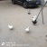 纯粮食喂养元宝鸽