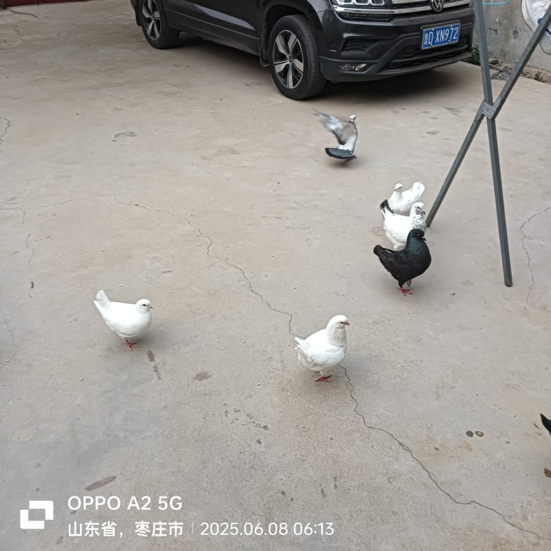 纯粮食喂养元宝鸽