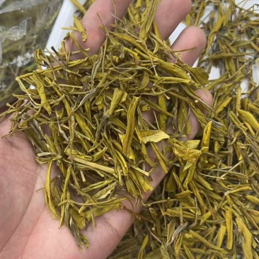 黄金芽毛峰
