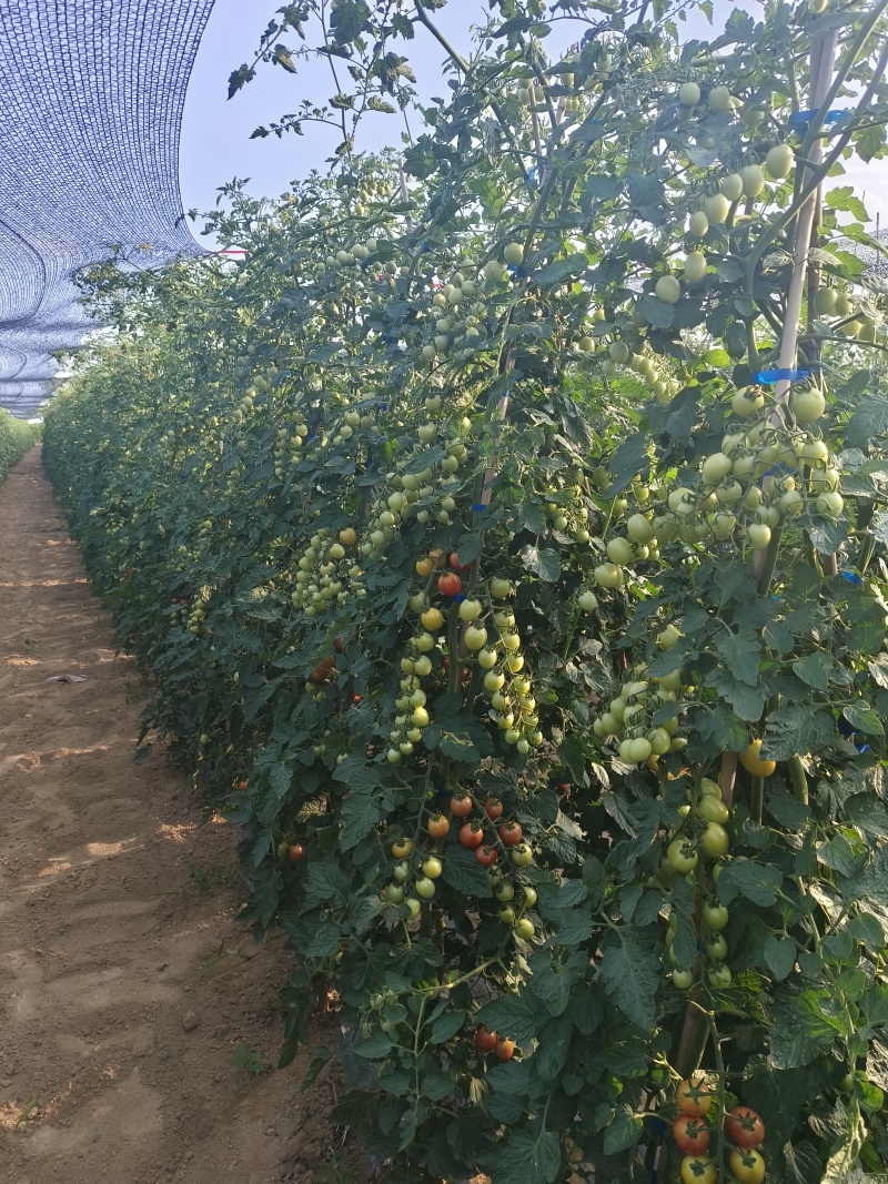千禧小番茄来袭，每日维C补给站！一人一颗千禧果，健康美丽轻松