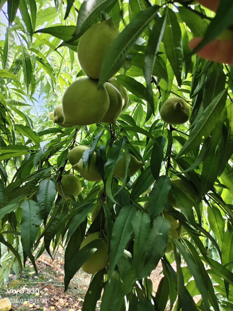 鹰嘴桃