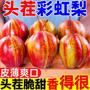 竞选中大果彩虹梨，源头直发，电商一件代发