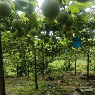 钦蜜九号百香果
