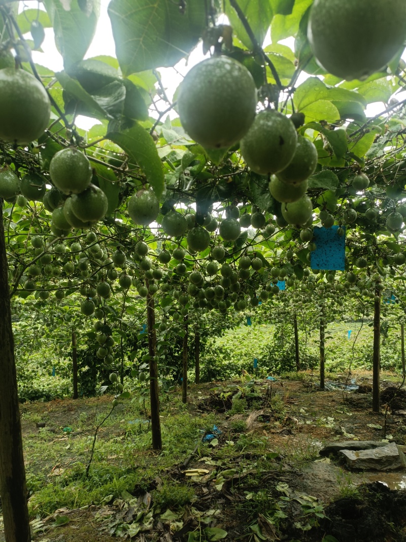 钦蜜九号百香果